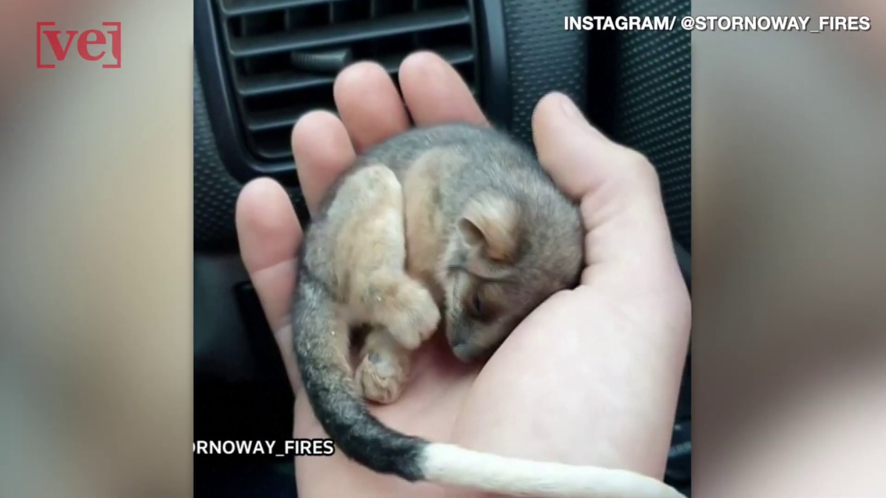 Australian man rescues baby possum from fire-ravaged bush