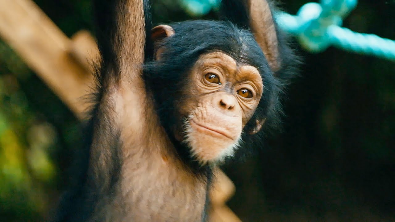 Kind folks teach orphaned baby chimps how to climb for