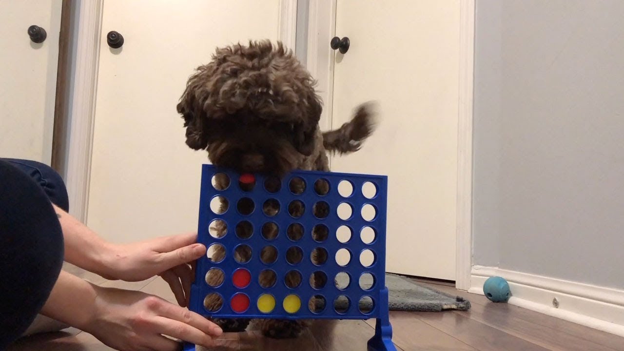 Dog plays Connect 4 with owner