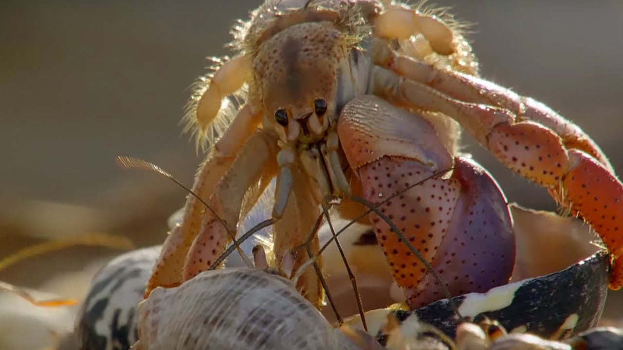 Hermit crabs shed and then exchange their shells