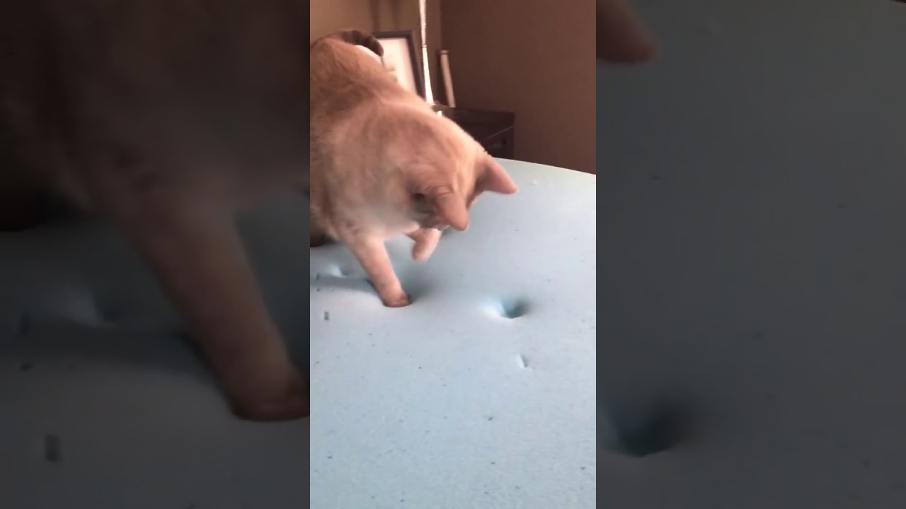Cat on memory foam mattress
