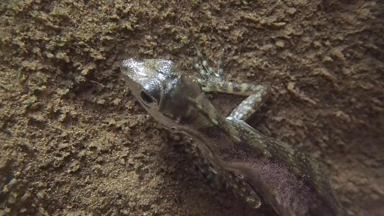 How does this tiny lizard breathe underwater?