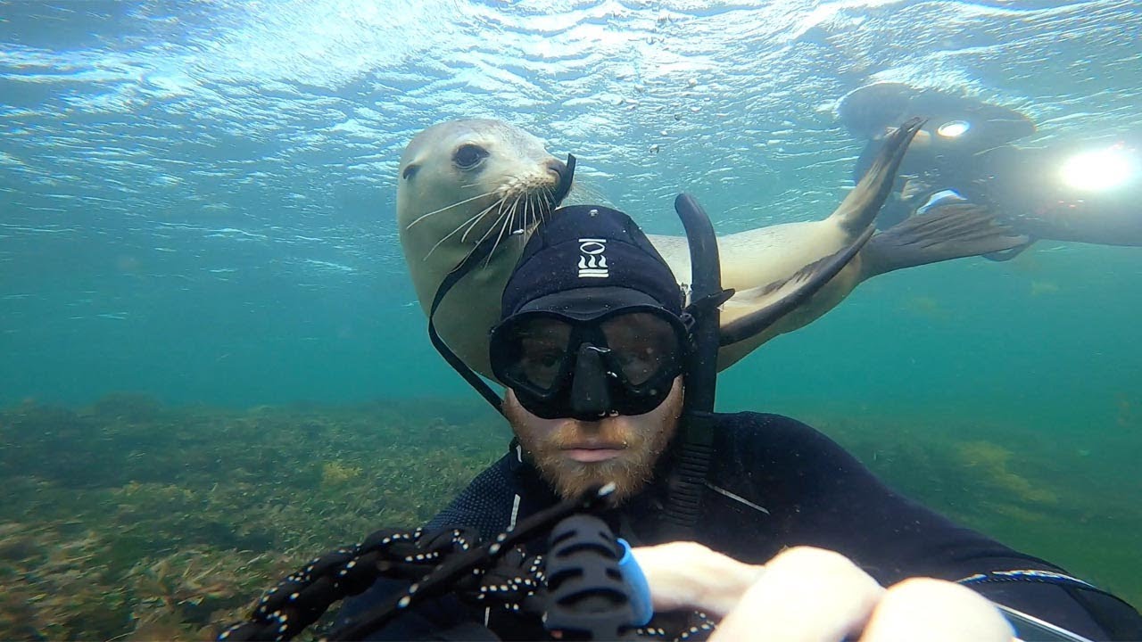 Friendly sea lion plays with diver