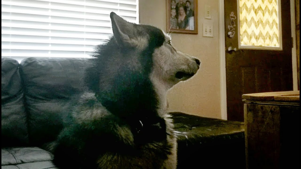 Dog holds grudge after bath time Dog holds grudge after bath time