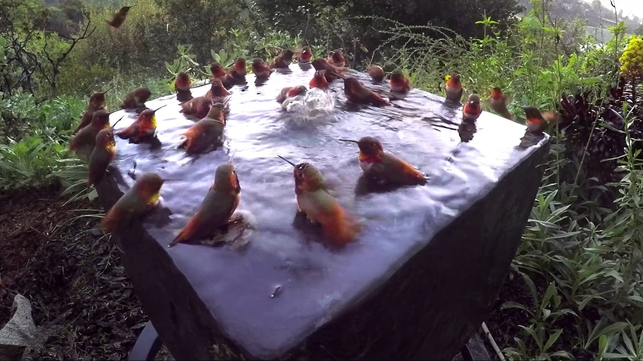Whimp Pool It's a Hummingbird pool party!