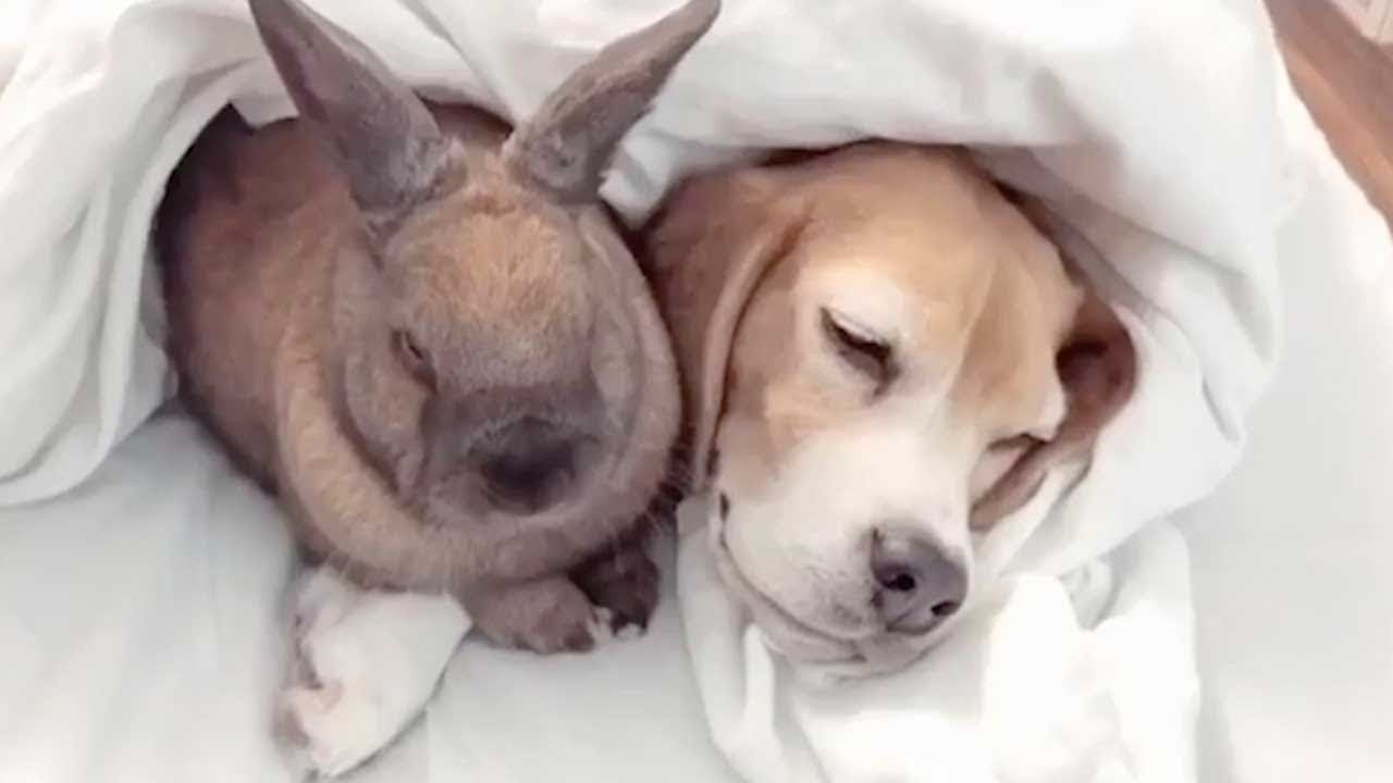 Dog and bunny make pretty cute cuddle buddies