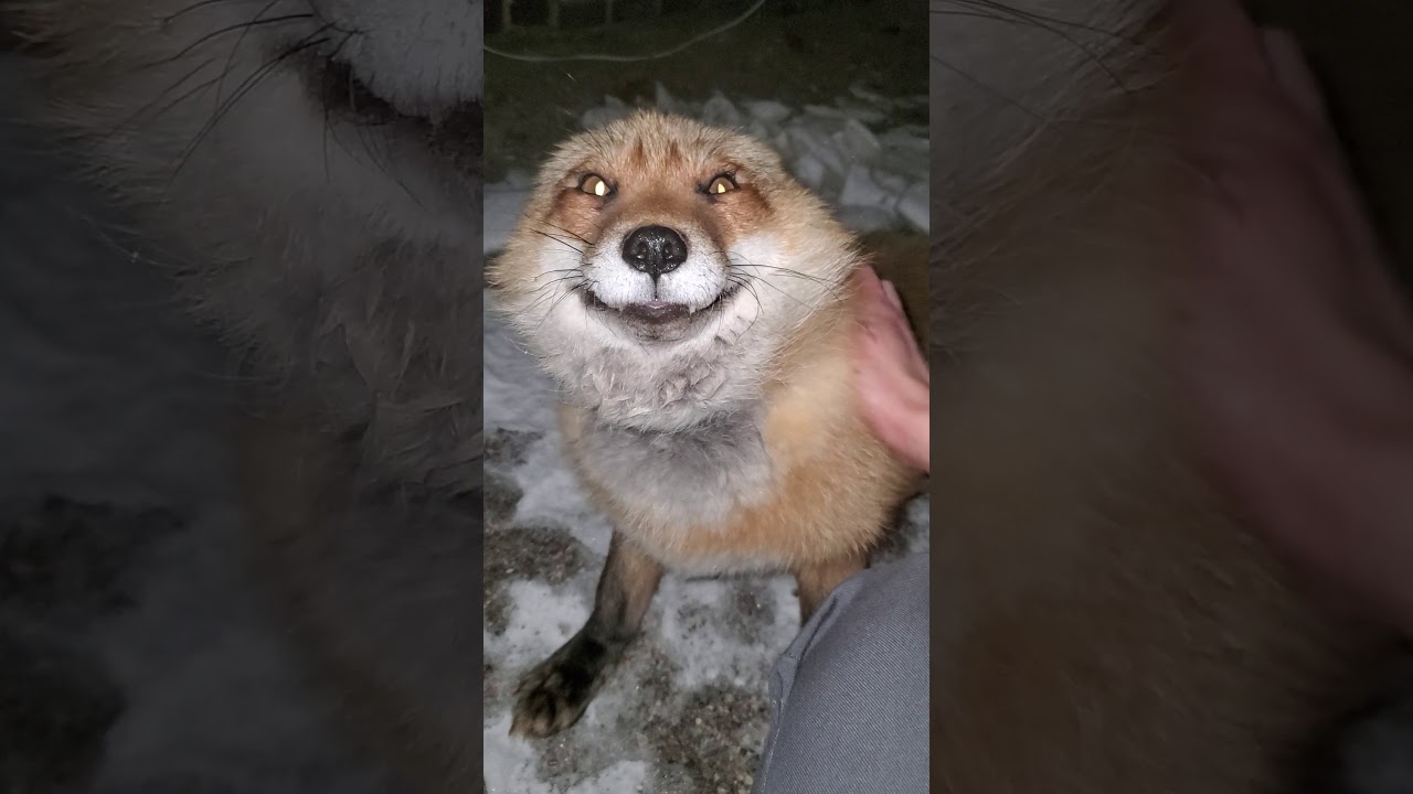 Finnegan the fox wants mom to come outside