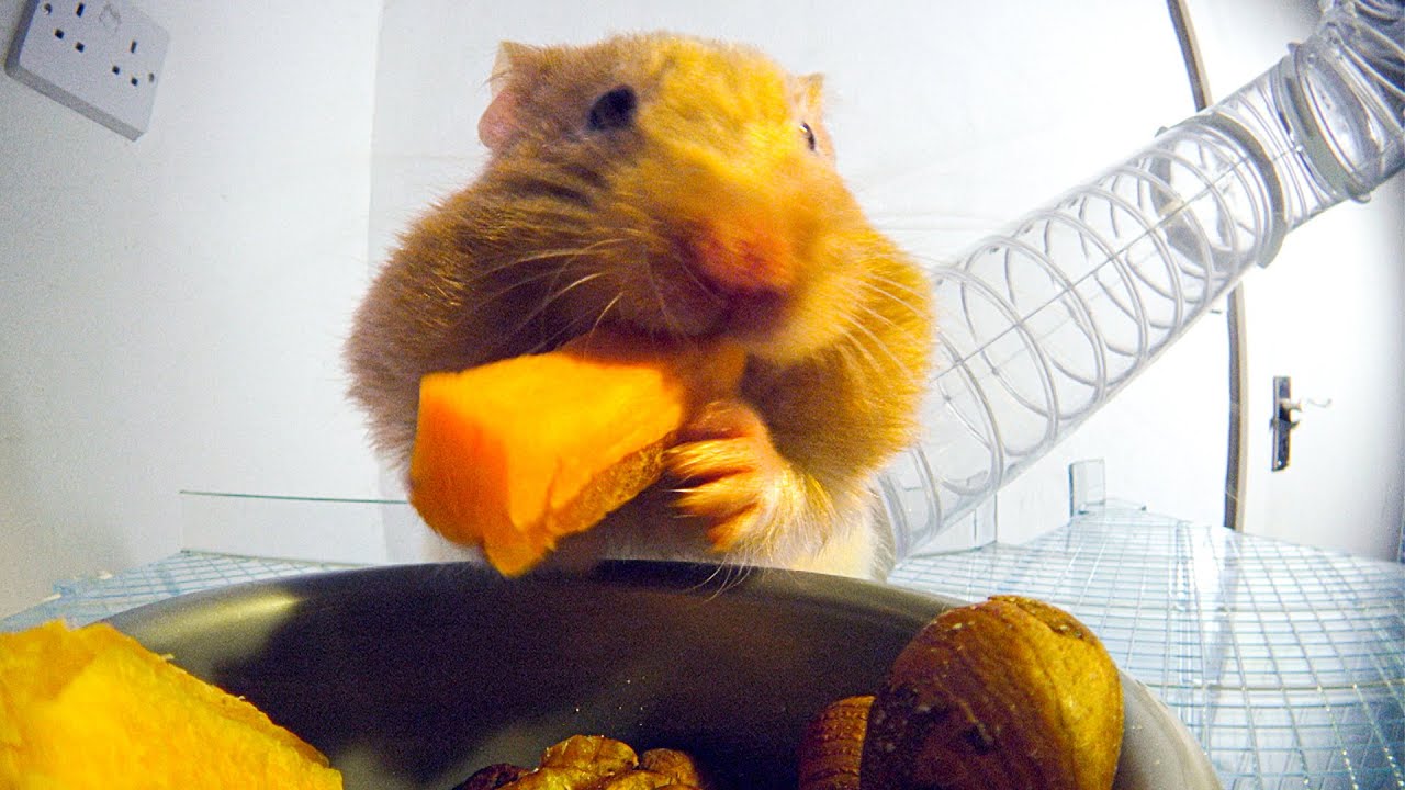 This is how hamsters fit so much food inside their cheeks