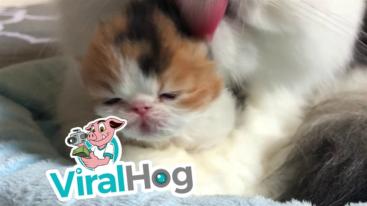 Cat Grooming At Home For Pregnant Cat
