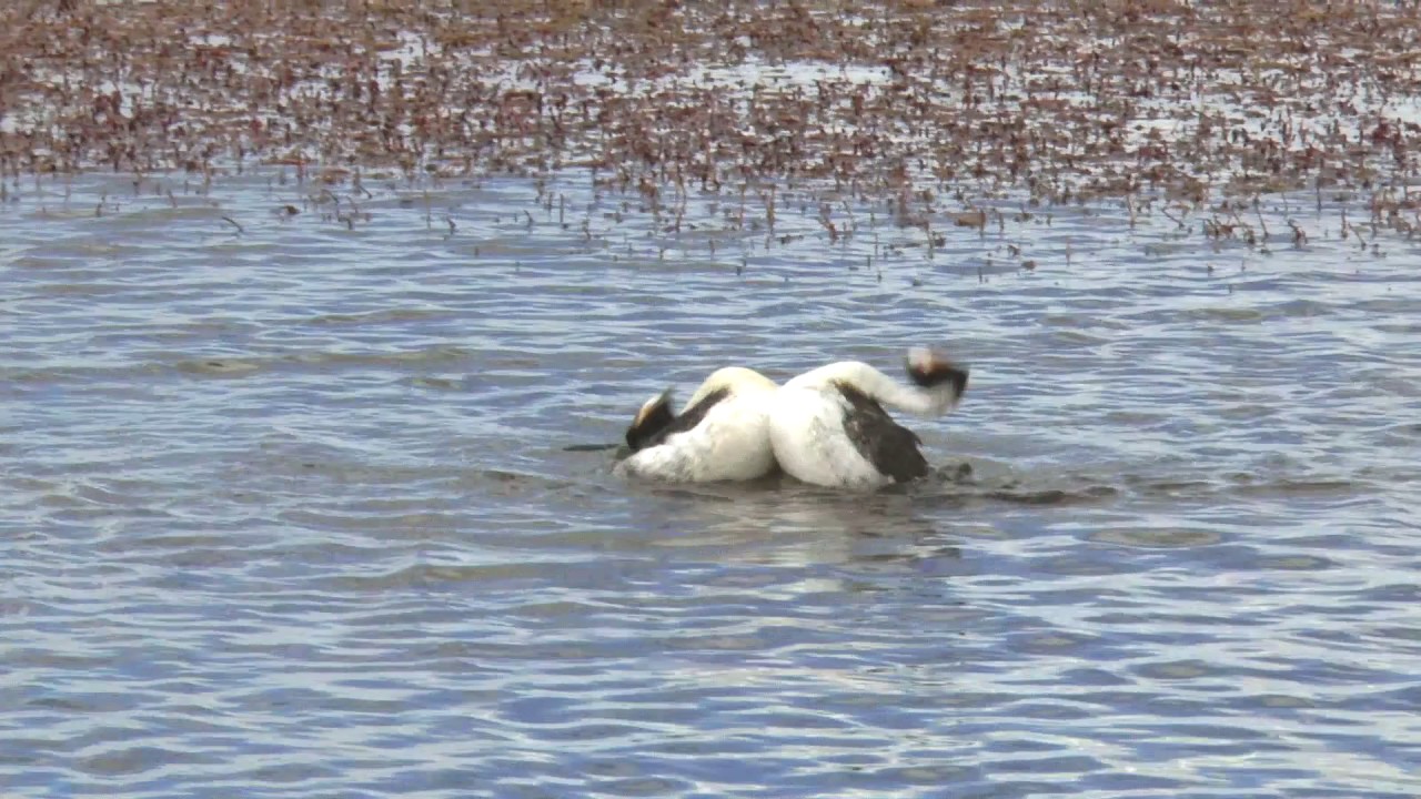 The bizarre courtship dance of the Hooded Grebe The bizarre courtship dance of the Hooded Grebe