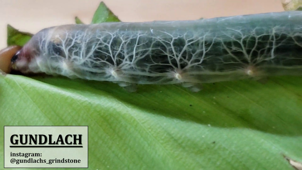 You can see this caterpillar breathing through it's transparent skin