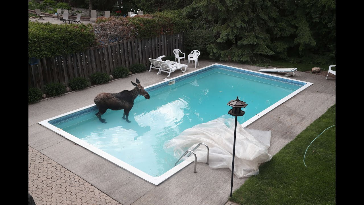 moose pool float