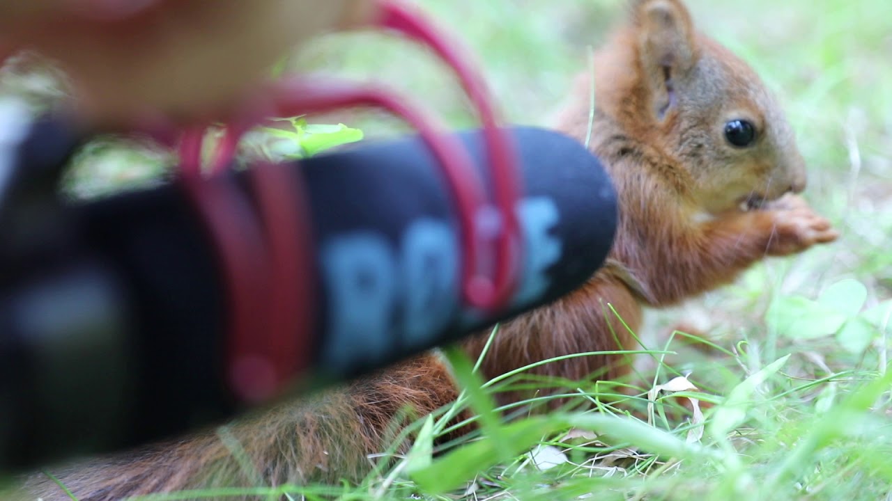 Photographer captures adorable sounds of baby squirrel eating