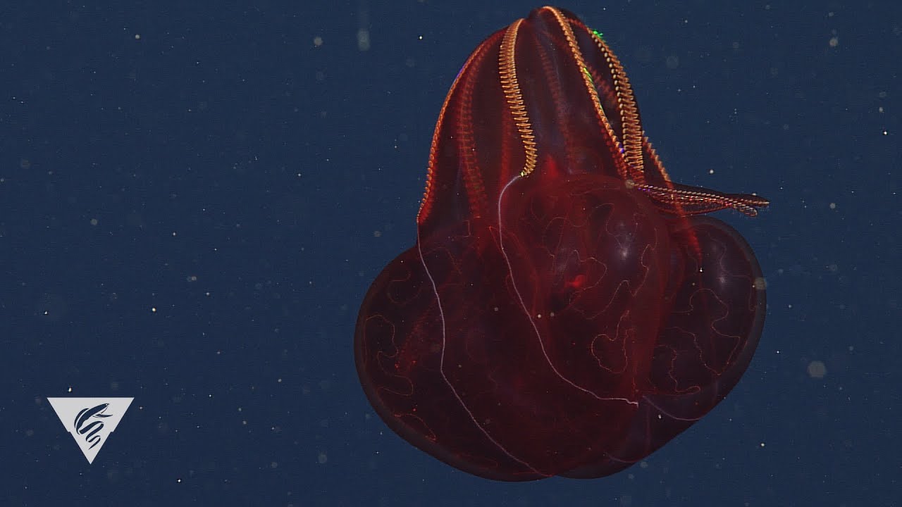 The deepsea comb jelly looks like a sparkling fireball