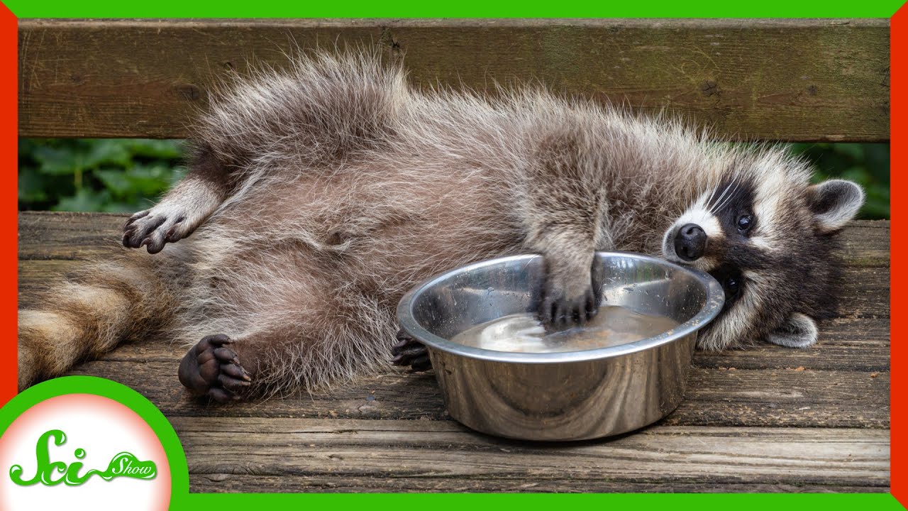 Why raccoons "dip" their food in water before eating it