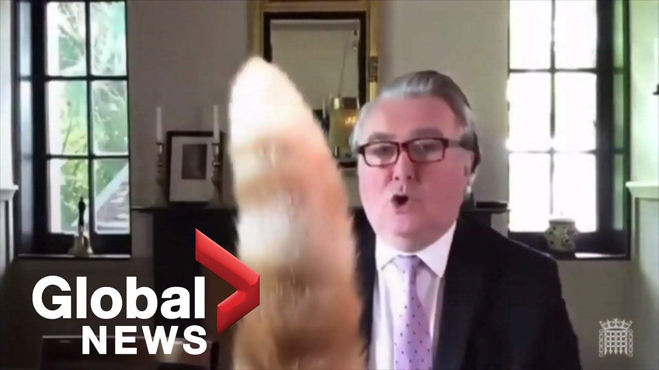 Cat Hilariously Interrupts Virtual Uk Parliamentary Meeting