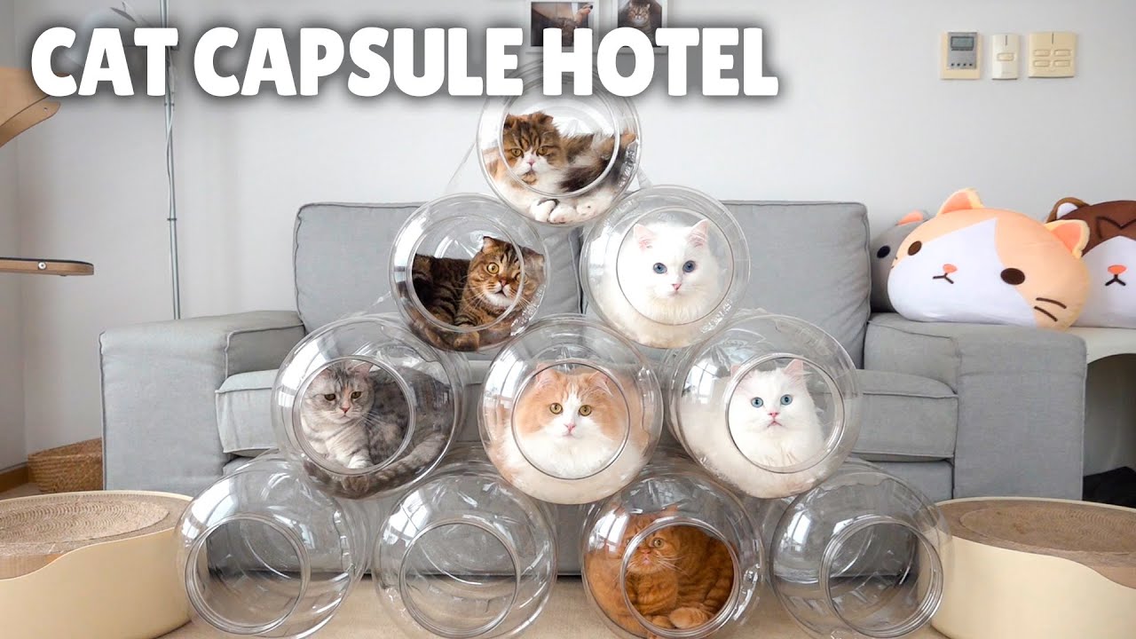 Clear cat capsule hotel