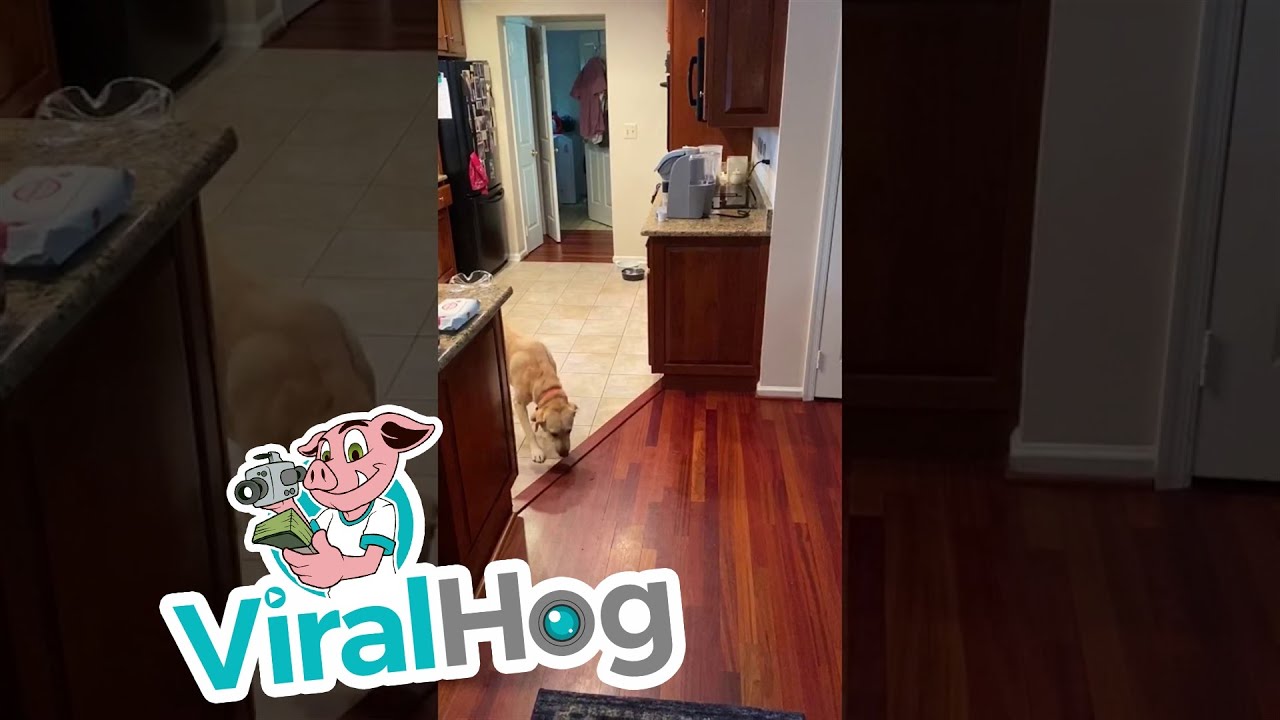 Dog scared of wood floor finds clever solution