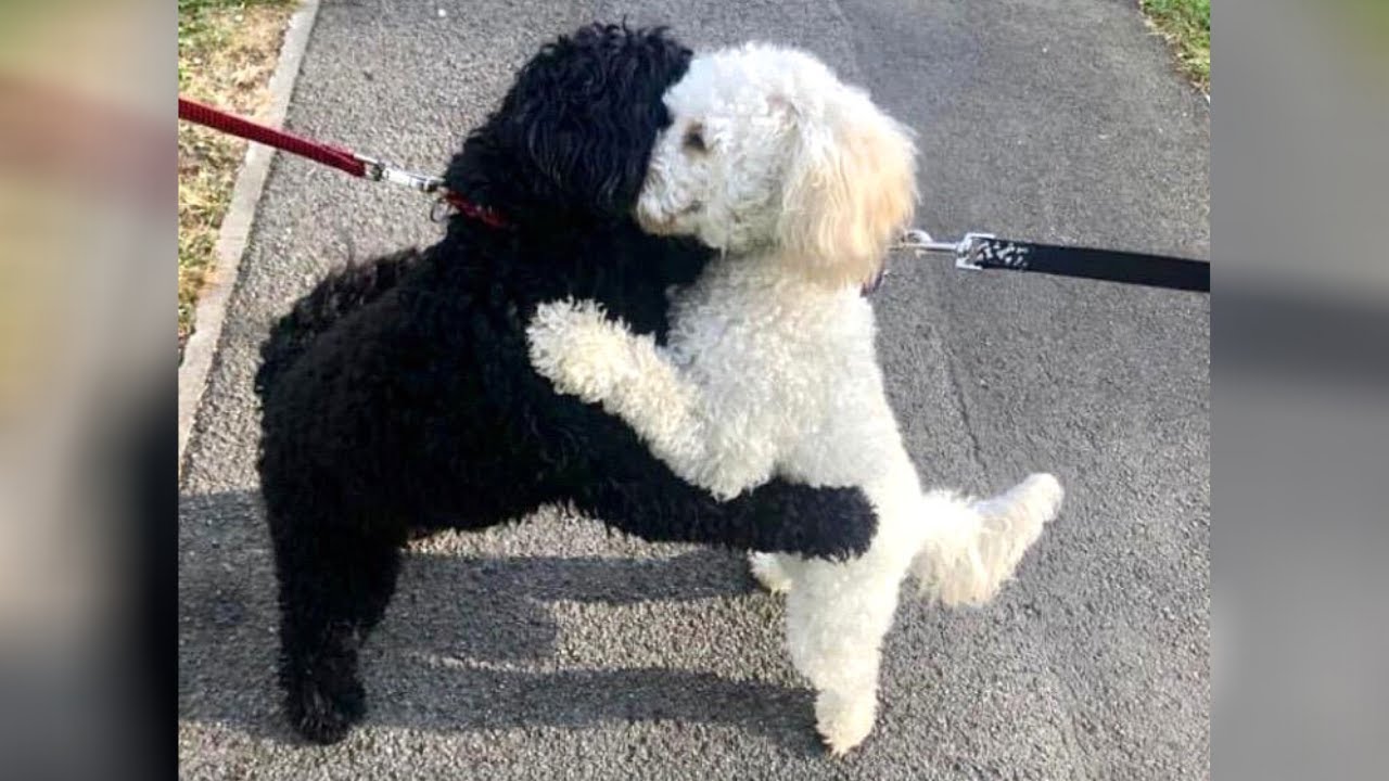 Встречаются две собаки. Два пуделя. Собачки обнимаются Пудели. Брат собака. Встреча собак.