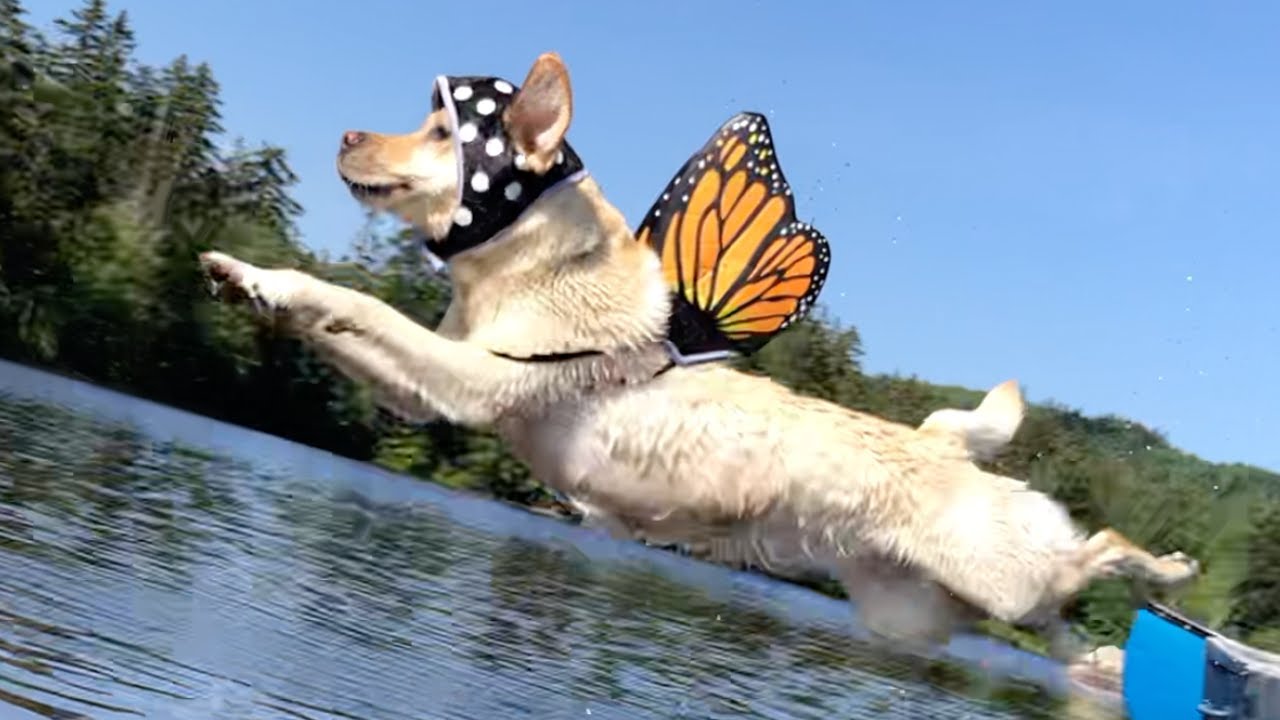 dog with wings garden statue