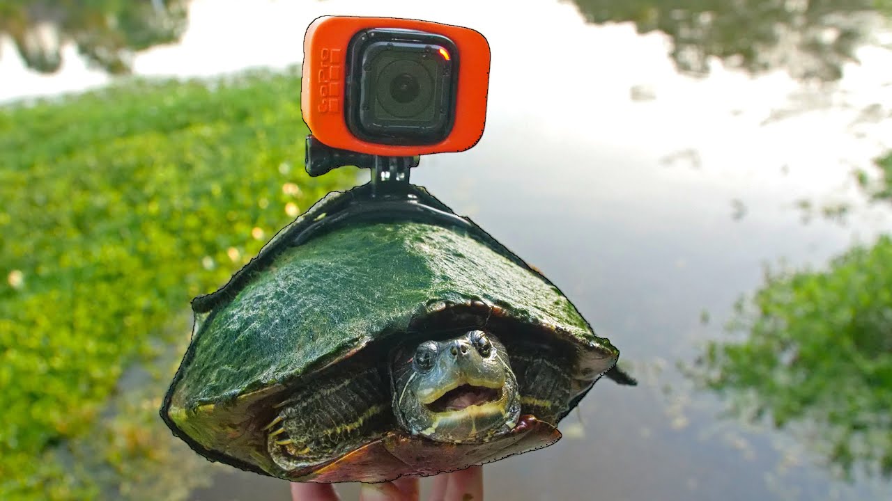 Turtle Gopro Pond life through eyes of turtle.