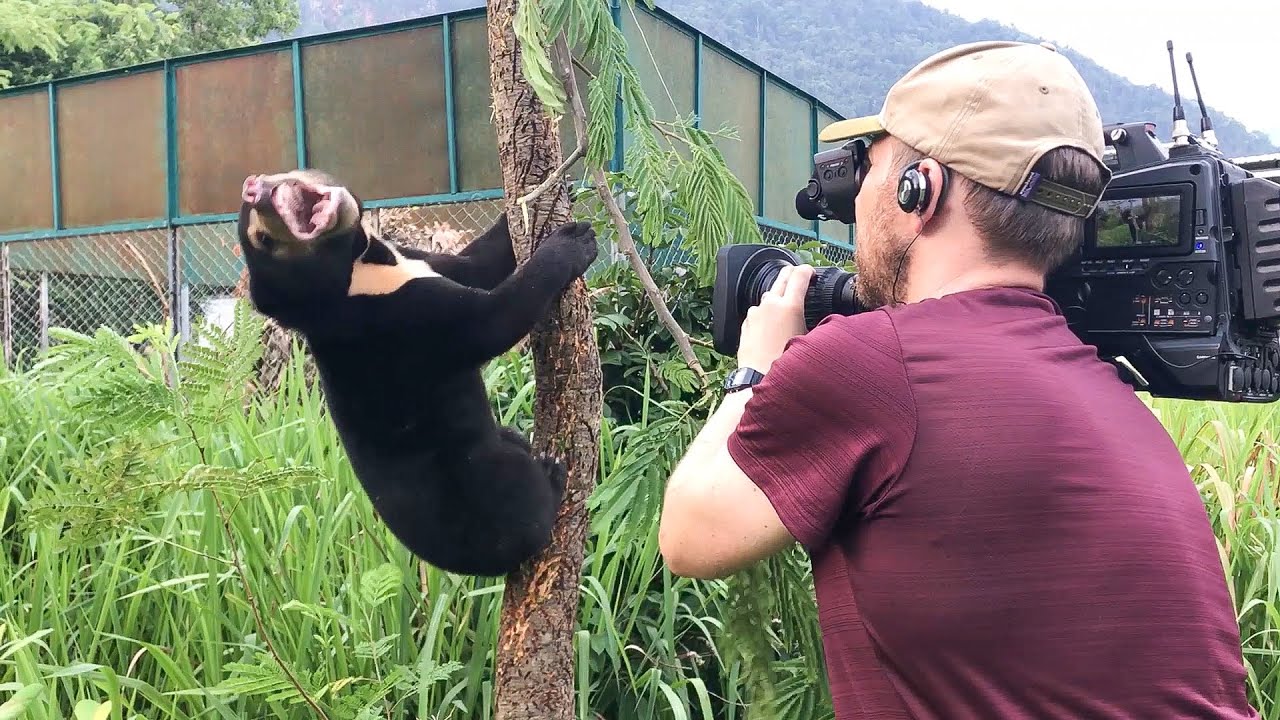 It's not easy being a human toy for a baby sun bear