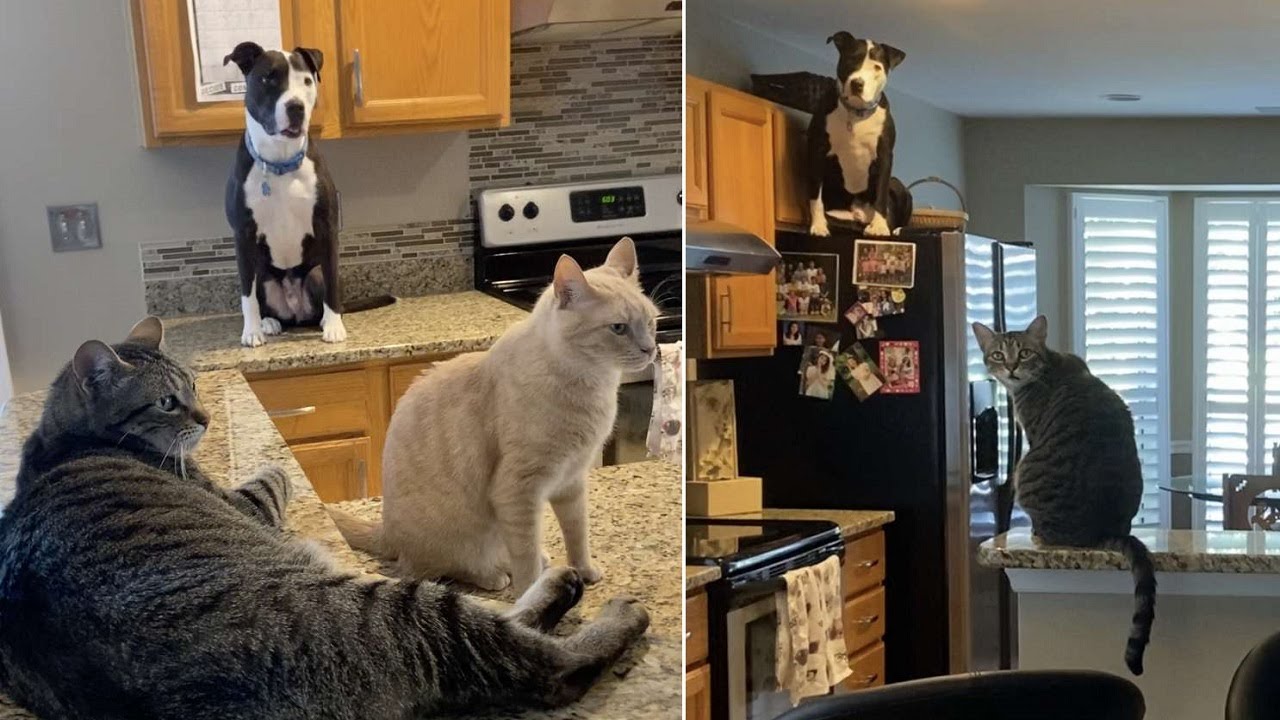 What happens when cats raise a dog