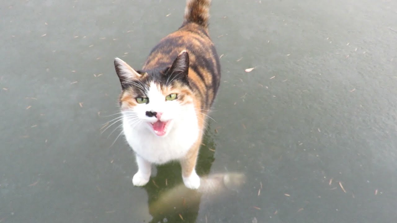 Cat tries to catch carp through sheet of ice
