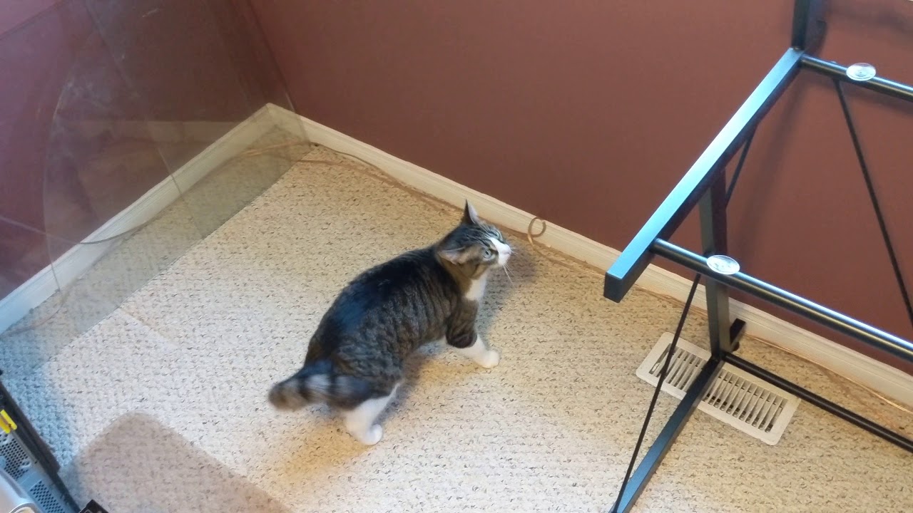 Cat tries to jump on table top but glass is removed