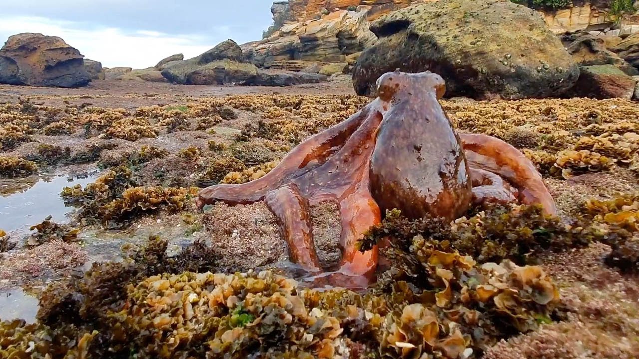 Gloomy octopus walks on land