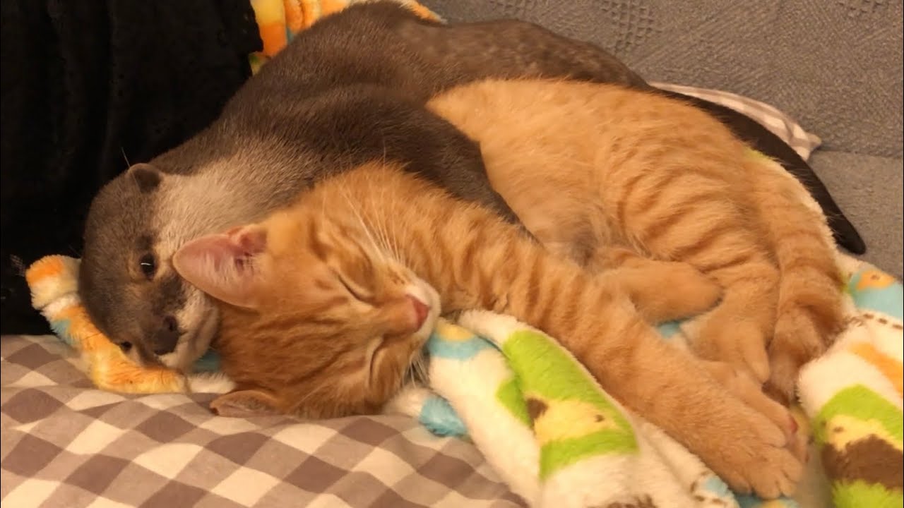 Otter can't sleep without holding kitten