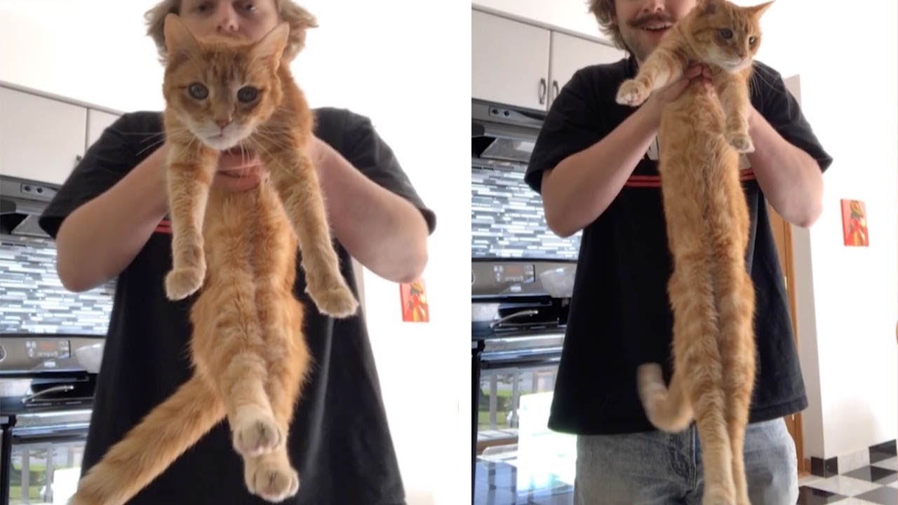 Stretchy cat extends to impressive length