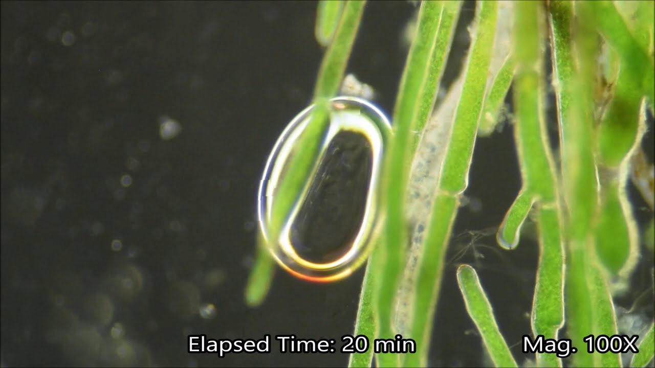 Sped up footage of oxygen bubbles produced by photosynthesis