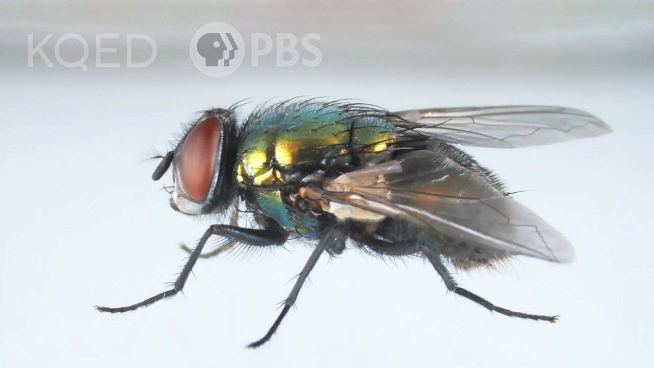 How that obnoxious fly dodges your swatter.