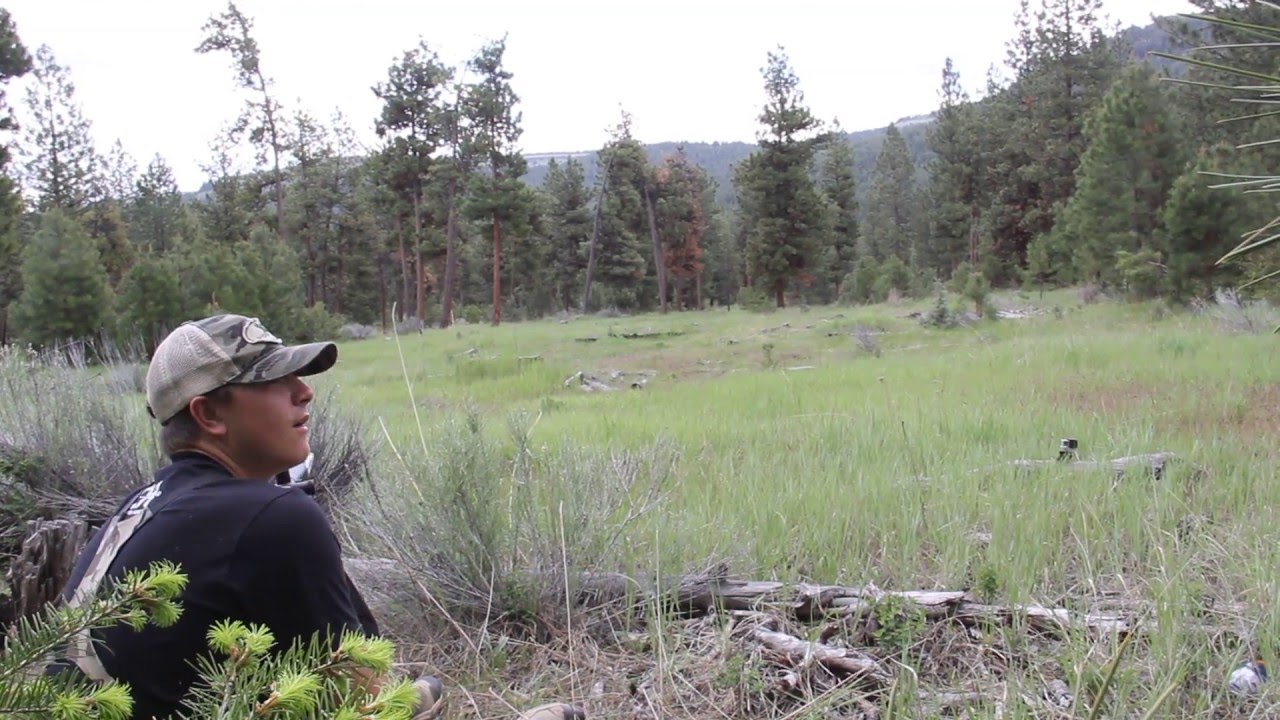 Insane sound of mountain lion scream 