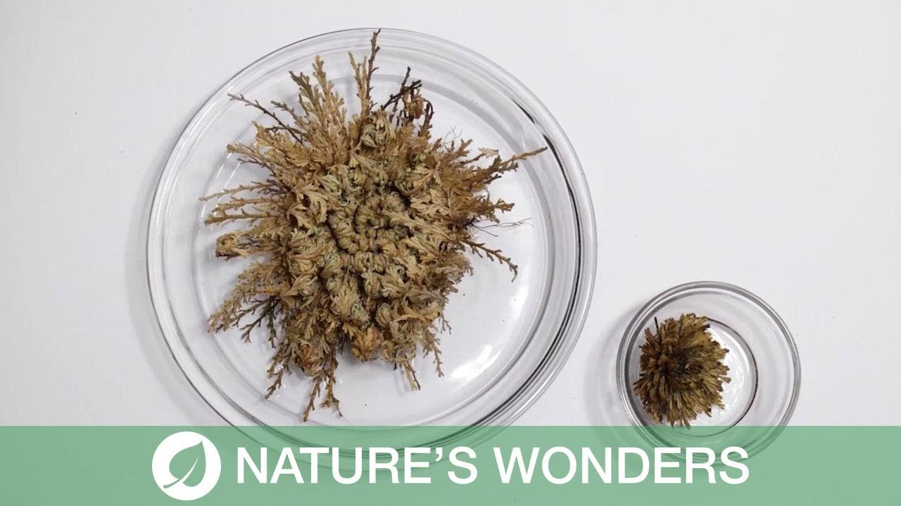 Dying plant comes back to life after soaking in water