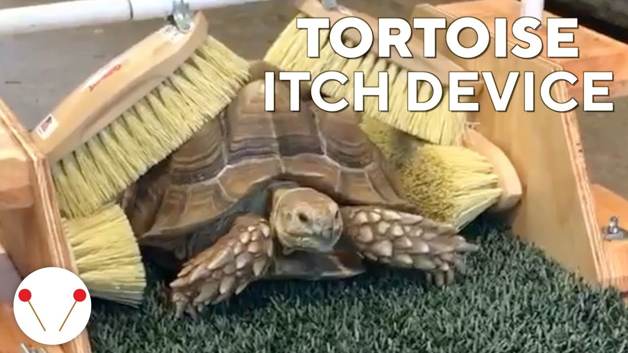 Tortoise enjoys a custombuilt back scratching station