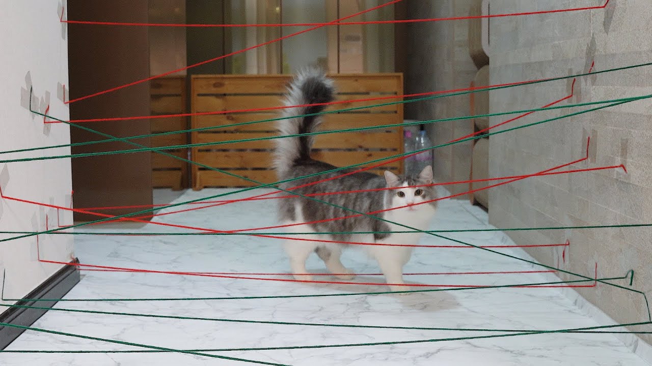 Dog and cat take on obstacle course.