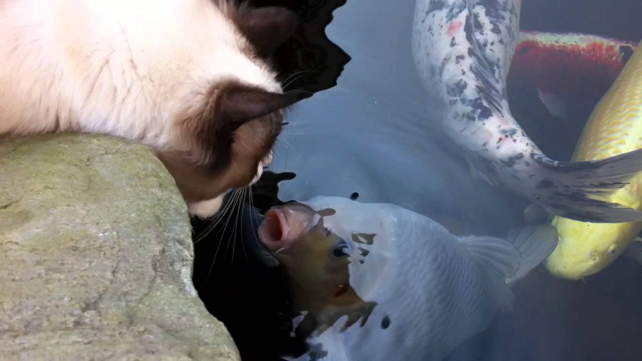 Cat kisses koi fish