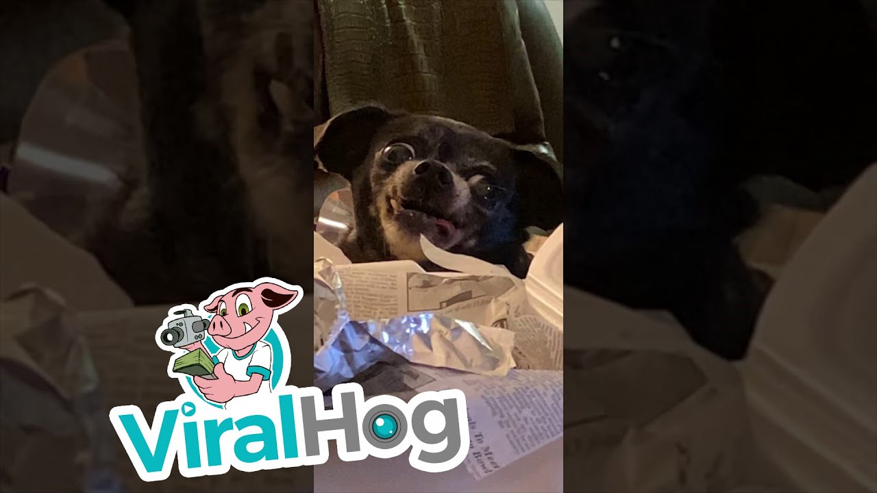 Dog makes goofy face to get human's food