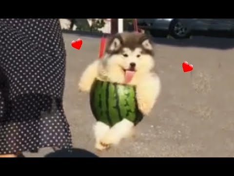 Dogs wear watermelon rinds as clothes
