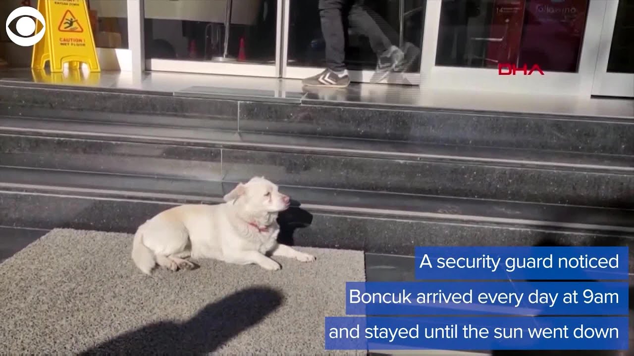 Loyal dog waits outside hospital for days while his owner is treated
