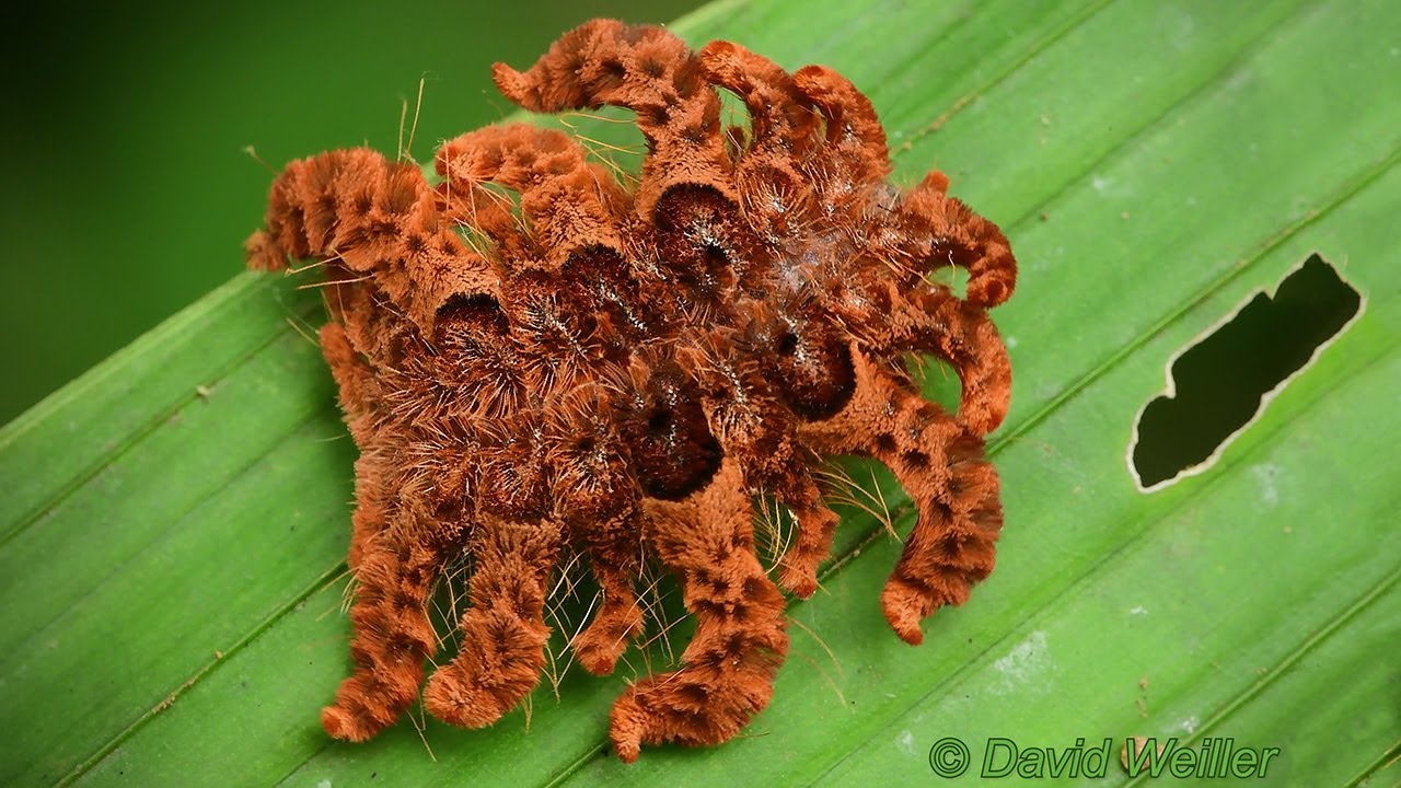 This caterpillar can mimic a tarantula