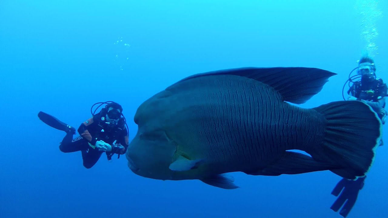 Behold The Napoleon Fish
