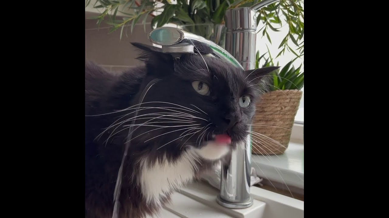 Cat hilariously tries to drink from faucet