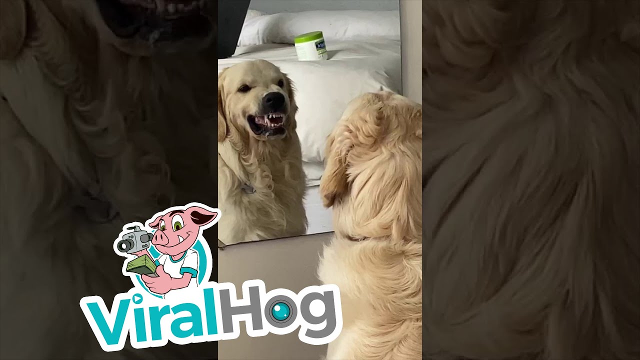 Golden Retriever practices mean face in the mirror