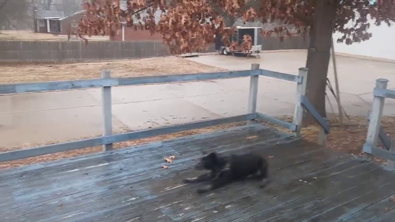 Dog turns icy deck into a Slip N Slide