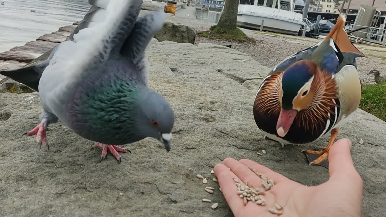 Pigeon slaps mandarin duck.