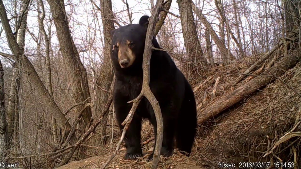Rare sighting of black bear emerging from den