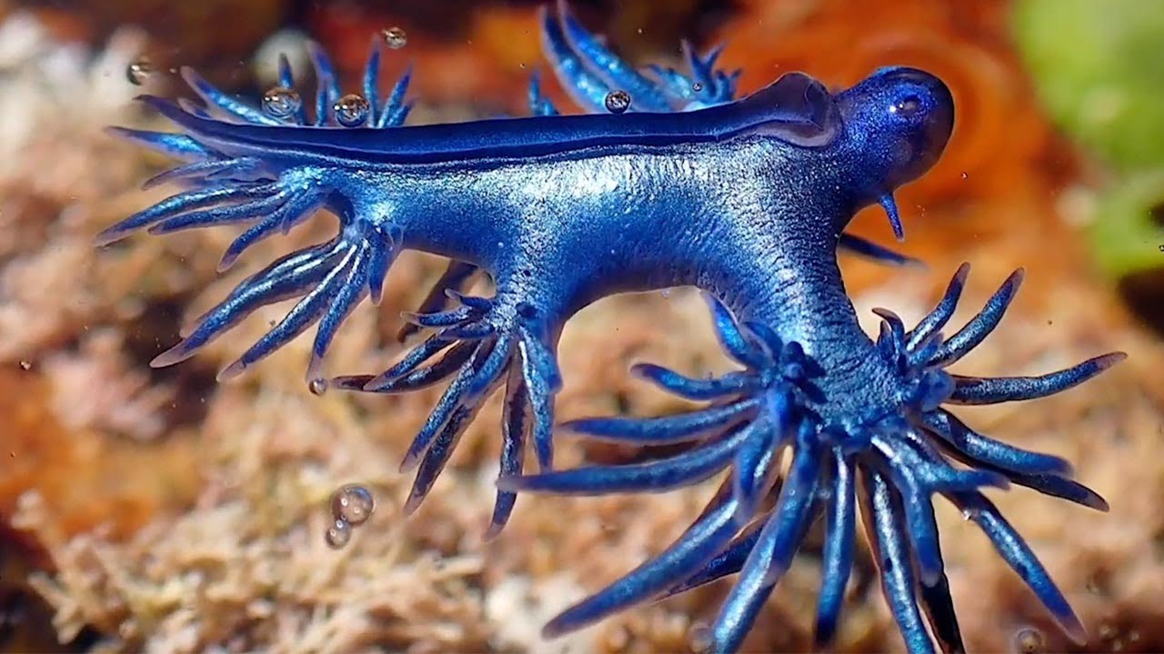 Fascinating blue dragon spotted in Australia.